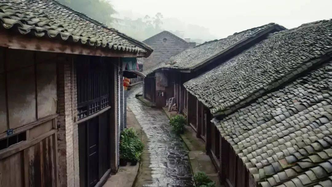 拯救受伤的猫
